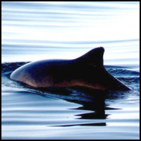 Harbour Porpoise by Dr Kevin  Robinson (www.crru.org.uk)