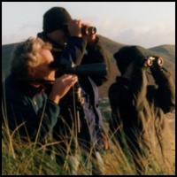 Watching from Burry Holms