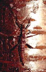 Female Giant Spiny Stick, blending in