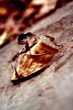 Juvenile Female Macleays Spectre